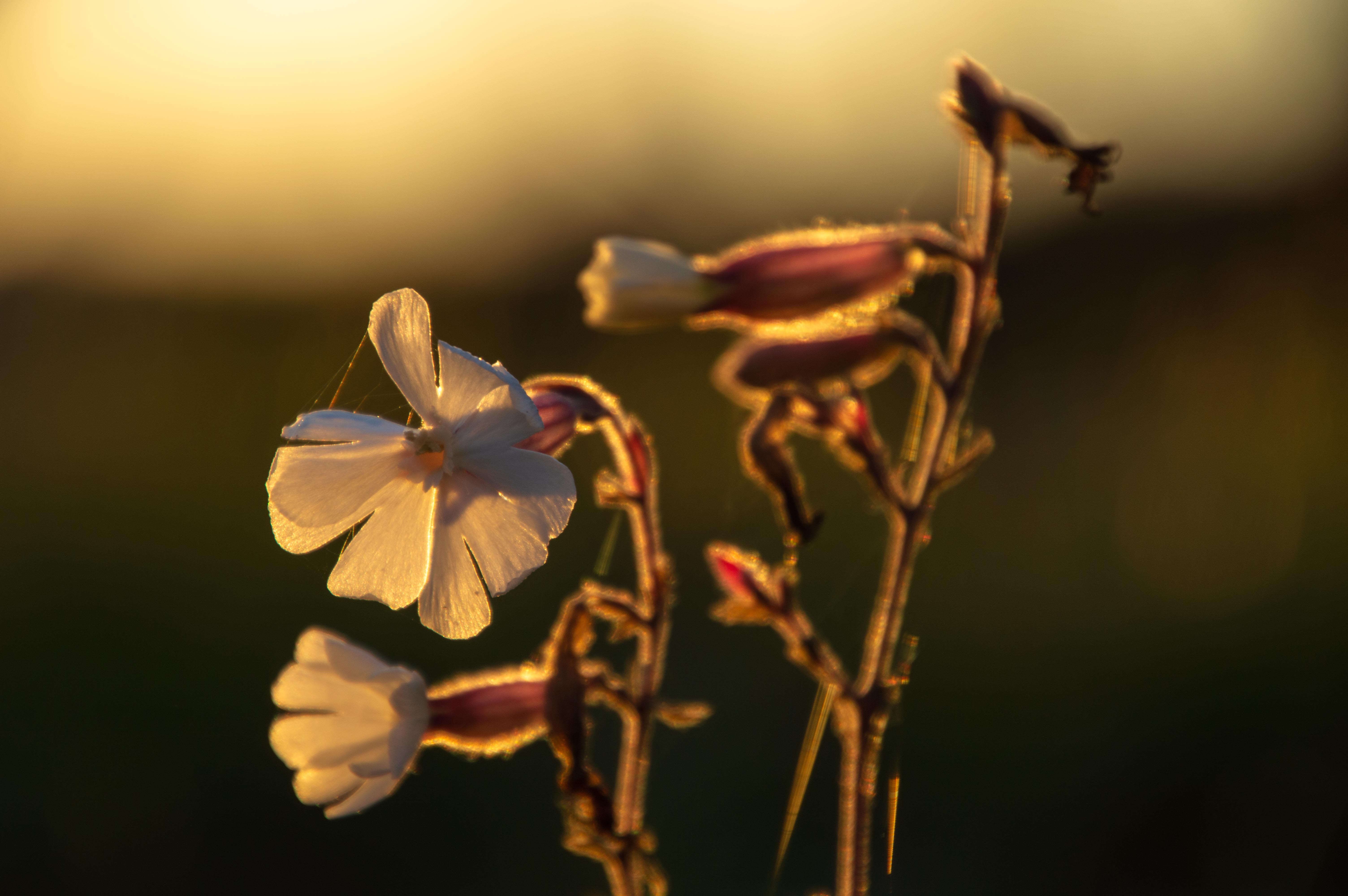 White blossoms in the golden hour