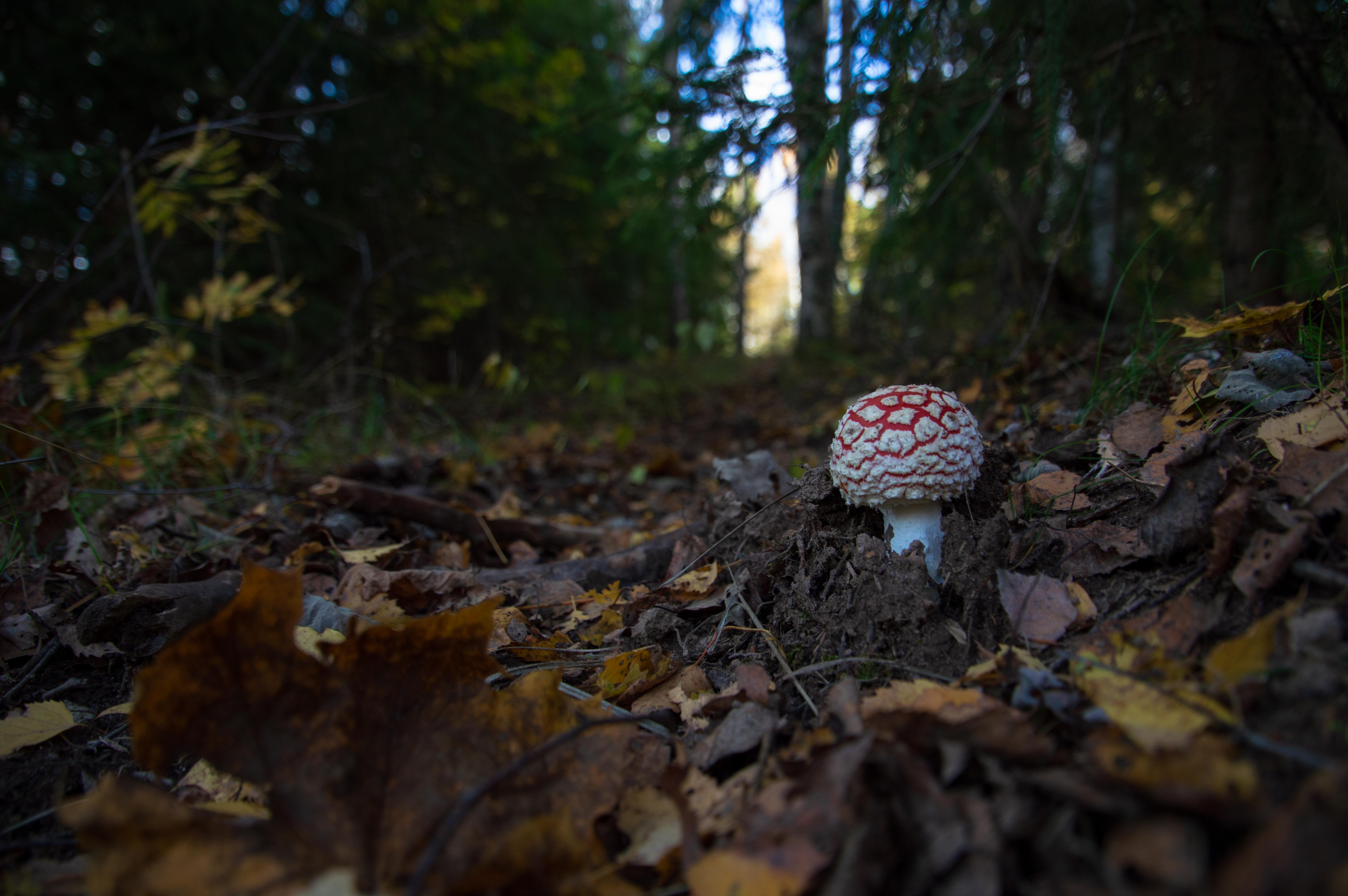 Fly agaric