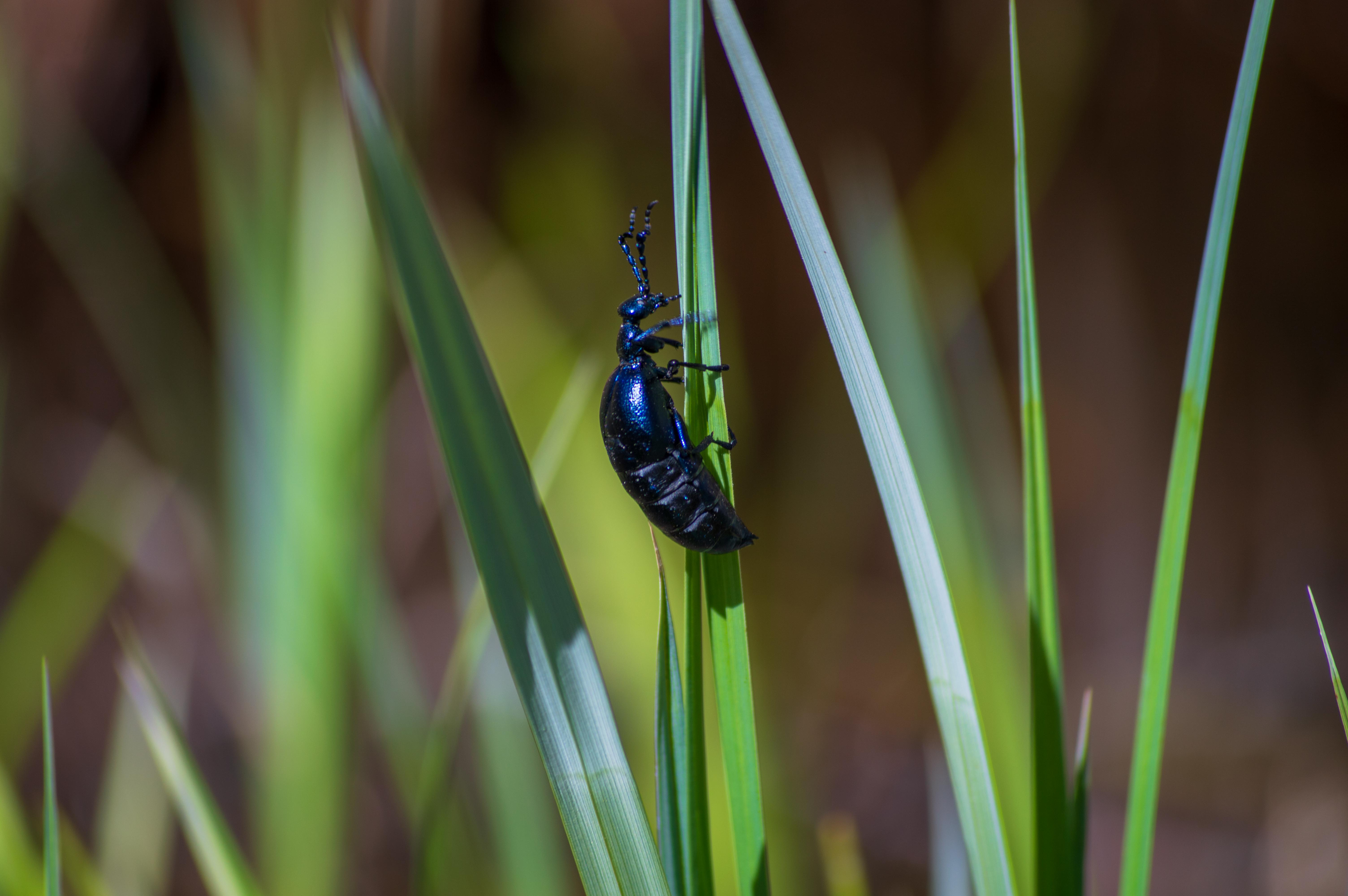 Blue beetle