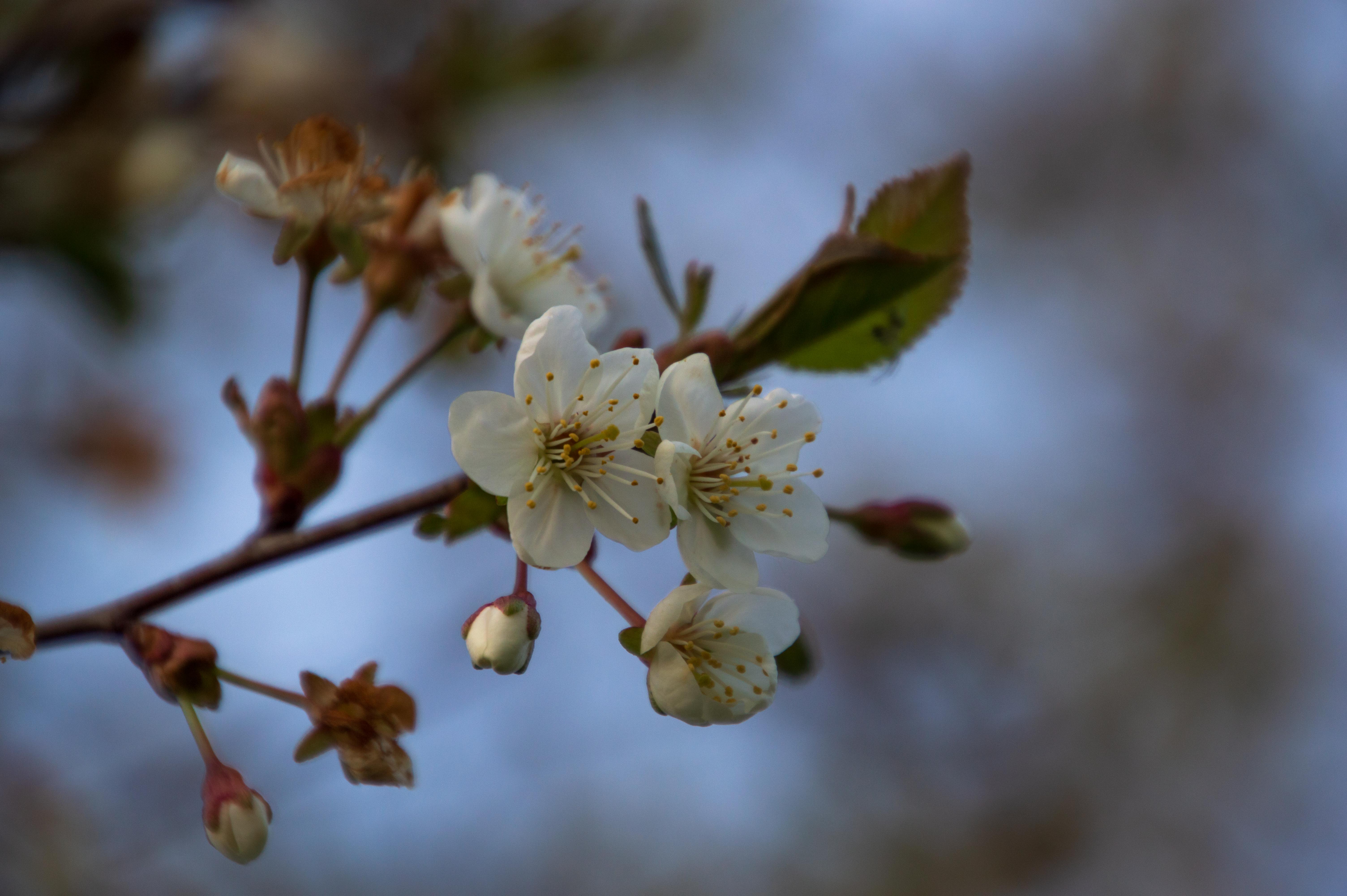 Cherry blossoms