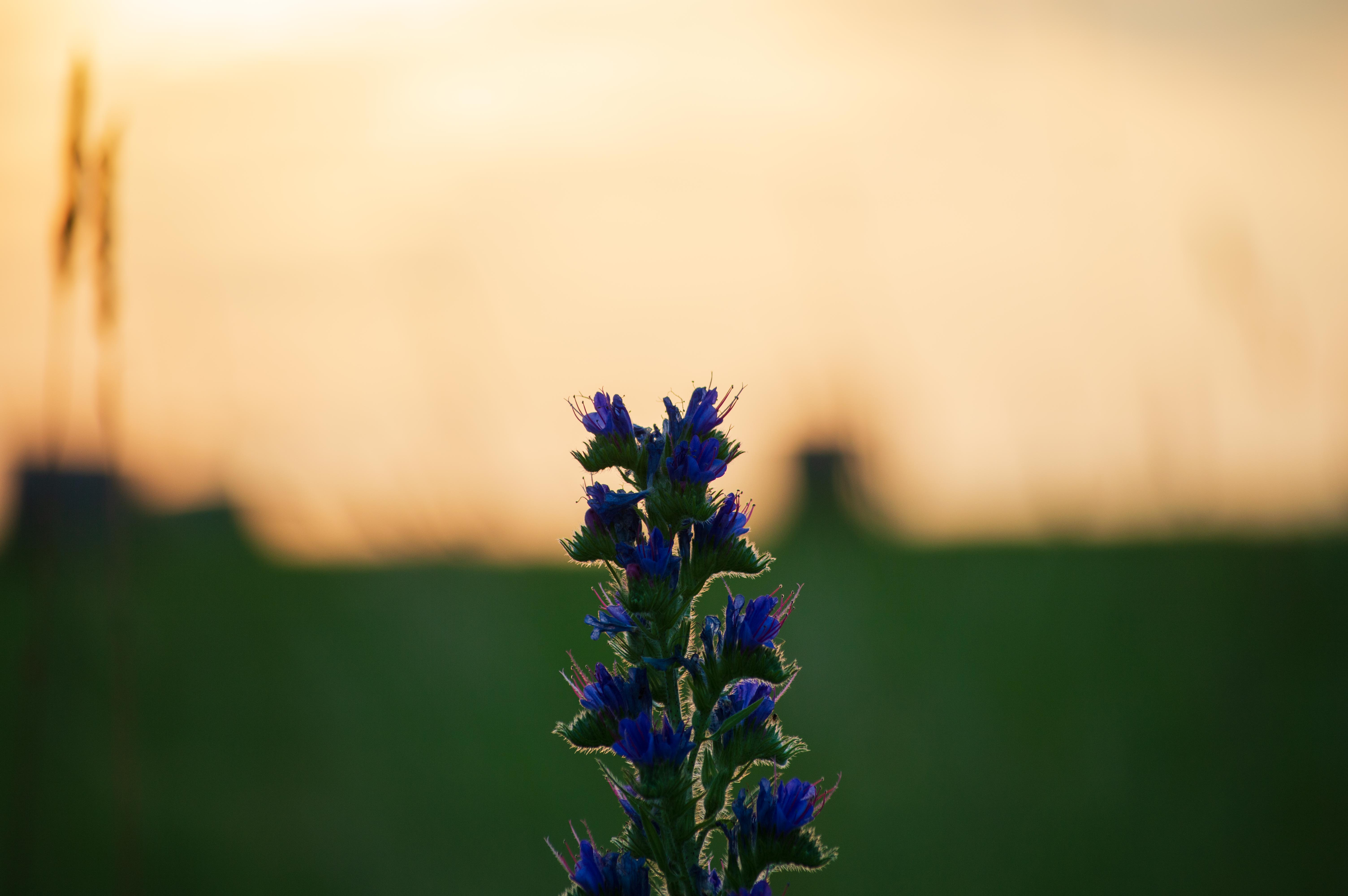 Blue blossomed plant