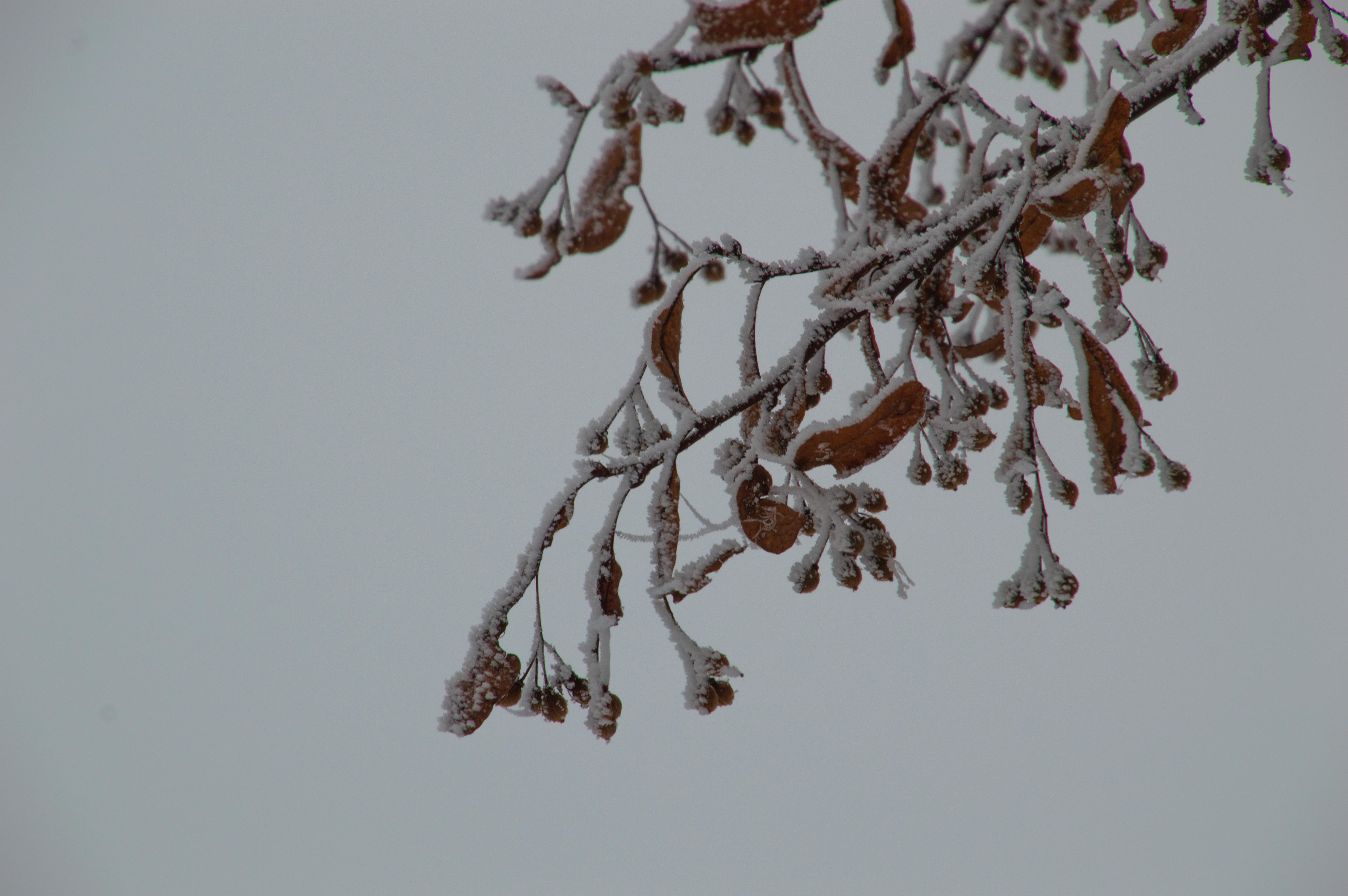 Frosty branch