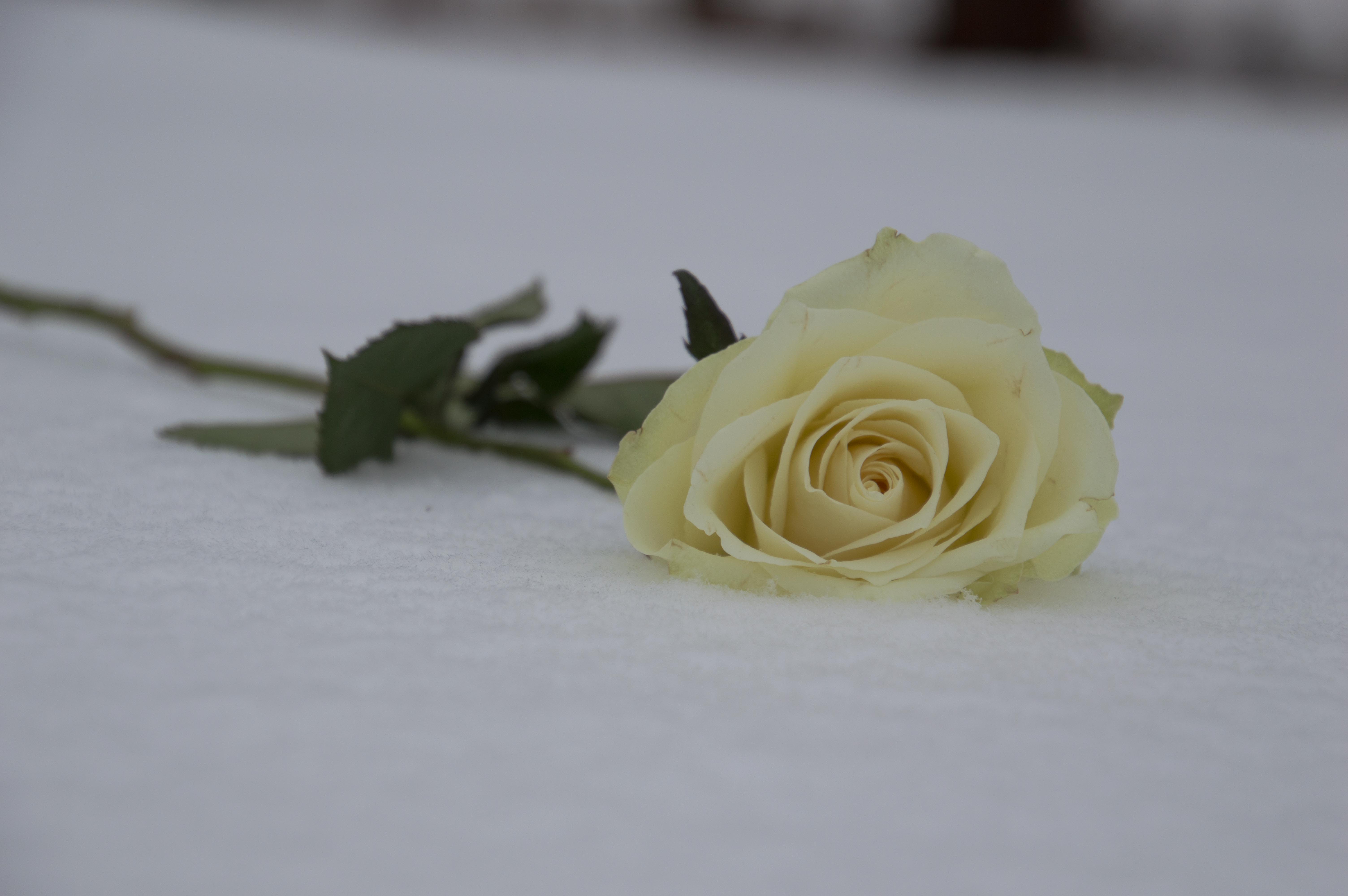 White rose in snow